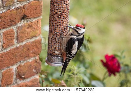 Greater Spotted Woodpecker Feeds on Nut Feeder at Rural Home
