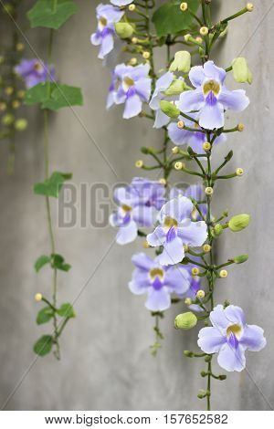 Beautiful purple Bengal Trumpet or Thunbergia grandiflora decorate on the wall at home.