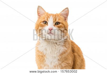 looking red cat on a white background