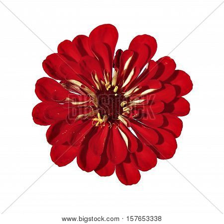 Bright red flower zinnia isolated on white background