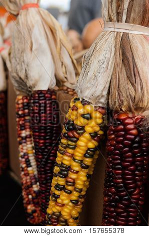 Fall decorative corn at the farmers market