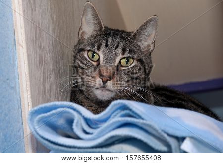 A cat sitting in a blanket in an animal shelter