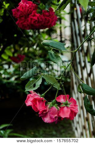 Several red drooping flowers on a fence