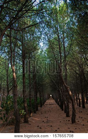 A path of trees leading into the woods
