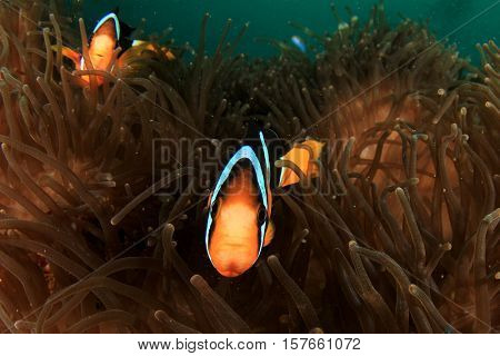 Clarke's Anemone fish (Clownfish)
