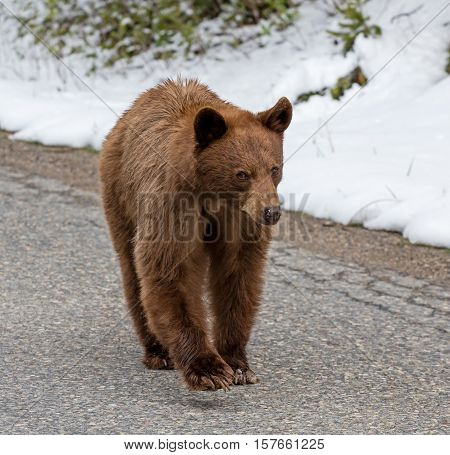 A Cinnamon American Black bear walks unconcernedly down a high Rocky Mountain road in search of food.