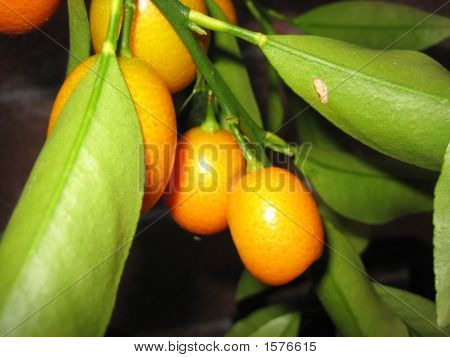 Mamans Cumquats