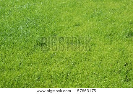 Green Field Of Grass Waving By Wind