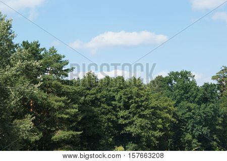 Green Forest On A Bright Sunny Day