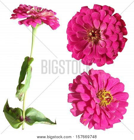 Beautiful pink tsiniya isolated on white background