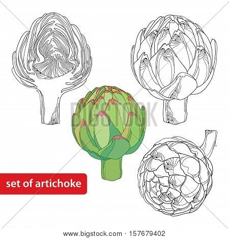 Vector set with outline head of Artichoke or Cynara isolated on white background. Vegetable culture in contour style for food design and coloring book. Hand drawn organic elements.