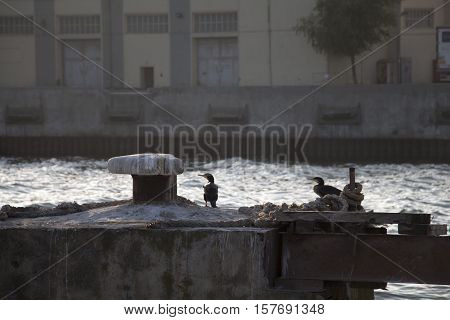 Great Cormorants at sea port. Lumpy sea