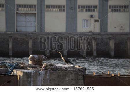 Great Cormorant at sea port. Lumpy sea