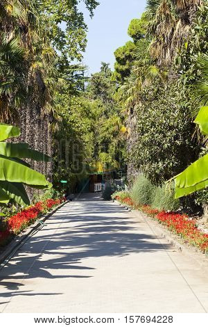 NIKITA, CRIMEA - SEPTEMBER 4, 2016: Photo of Palm alley. Nikita Botanical Garden.
