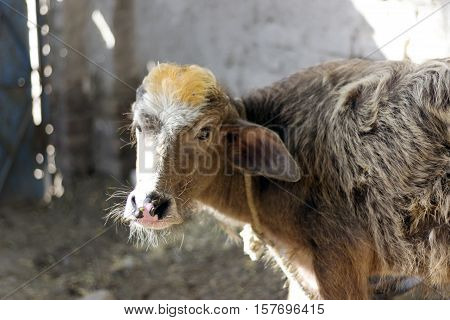Buffalo calf photo taken in Khairpur, Sindh, Pakistan