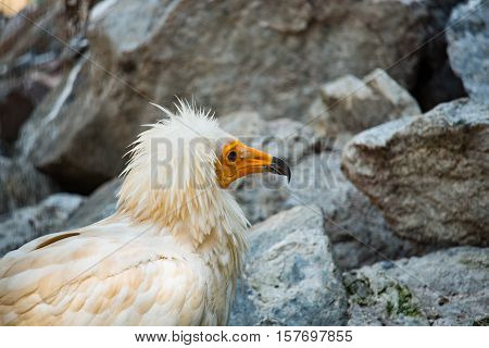 White bird of prey closeup in the afternoon. Head