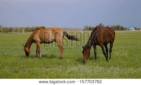 Horses on spring summer clouds nature pasture