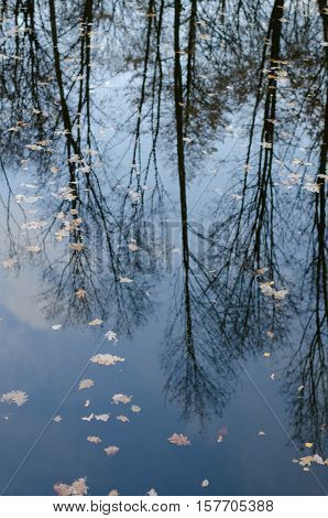 Autumn tranquil background reflection of autumn bare trees reflected upside down in calm dark water surface