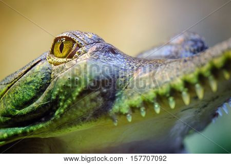 Gavial with open mouth and teeth from closeup view