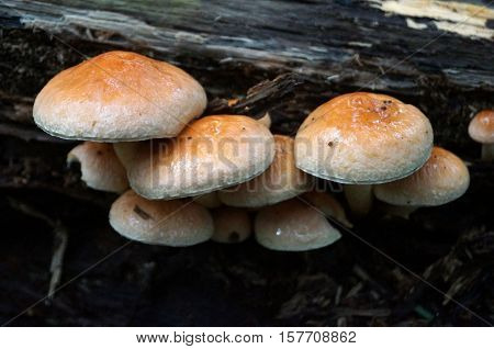 Mushrooms with a beige hat and stem growing on an old tree in the forest
