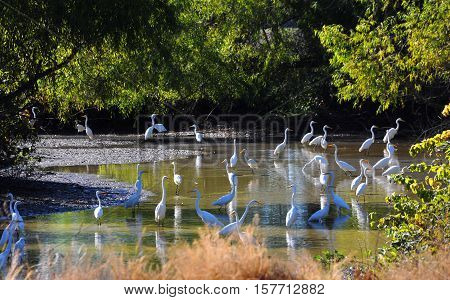 Large group of white herons wade in a shallow creek in the Delta area of Arkansas. Trees surround area.