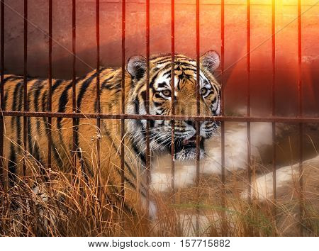 huge Siberian tiger look across the cage close-up at sunset