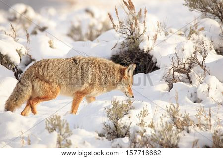 Coyote prowling through the snow in Yellowstone National Park.