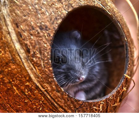 a small, little hamster on coco nut