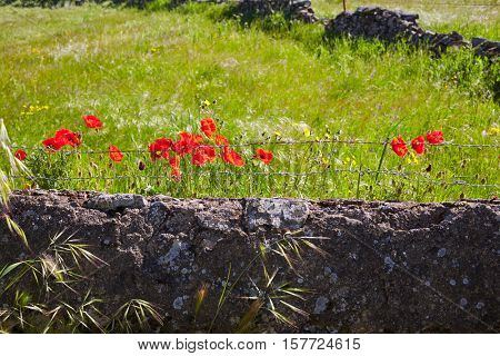 Dehesa grassland by via de la Plata way of Spain in Andalusia