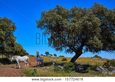 Dehesa grassland horse by via de la Plata way of Spain in Andalusia