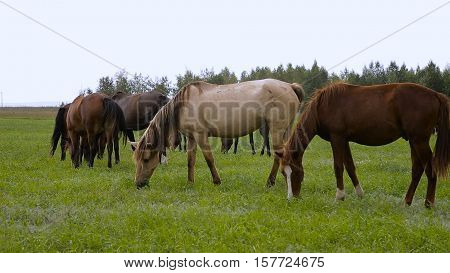 Horses on spring summer green pasture and sky