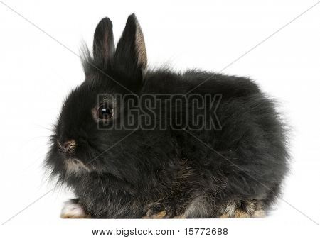 กระต่ายหนุ่ม Lionhead เก่า หน้าพื้นหลังสีขาว 2 เดือน