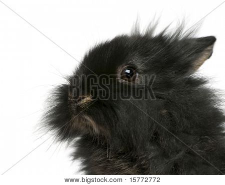 อย่างใกล้ชิดของหนุ่ม Lionhead กระต่าย เก่า หน้าพื้นหลังสีขาว 2 เดือน