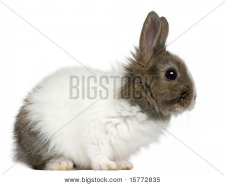 กระต่ายหนุ่ม Lionhead เก่า หน้าพื้นหลังสีขาว 2 เดือน