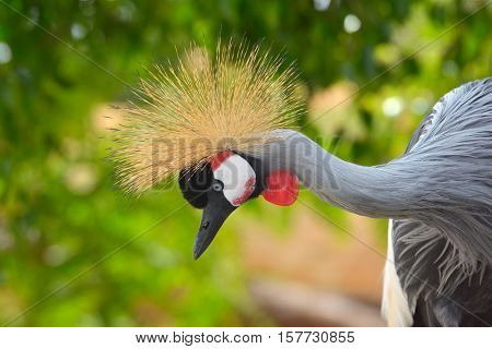 The Grey Crowned Crane (Balearica regulorum)