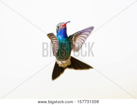 Broad Billed Hummingbird. Using different backgrounds the bird becomes more interesting and blends with the colors. These birds are native to Mexico and brighten up most gardens where flowers bloom.