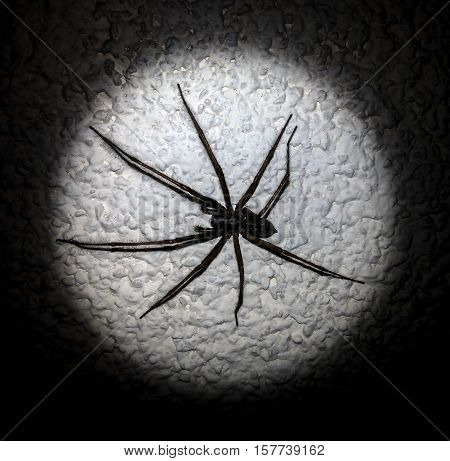 huge black and brown a spider, spider with eight legs fleecy hair, sitting on the wall in light circle around the black background,white wall, insect crawls out of shadows, black and white