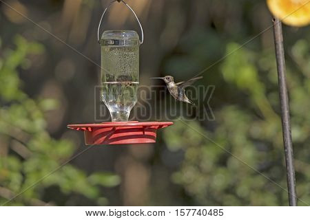 Black Chinned Hummingbird in Flight in the Santa Ana National Wildlife refuge in Texas