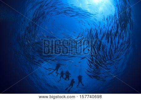 School barracuda fish and scuba divers