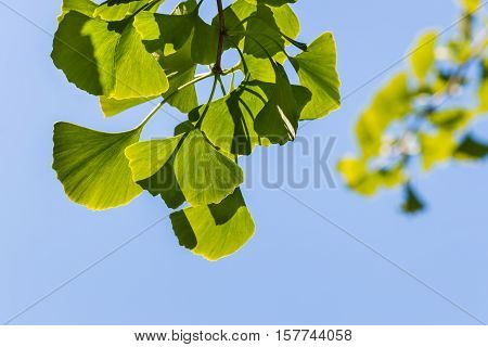 closeup of isolated ginkgo leaves on blue background
