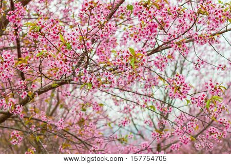 Sakura flowers blooming blossom in PhuLomLo Loei Province Thailand