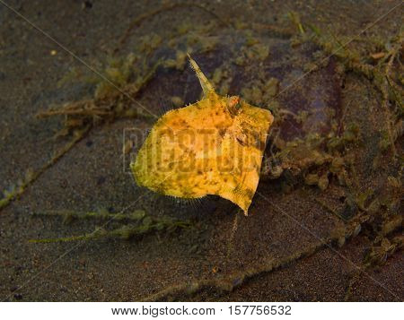 The surprising underwater world of the Bali basin, Island Bali, Puri Jati, filefish