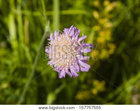 Flower of Field Scabious Knautia Arvensis with bokeh background macro selective focus
