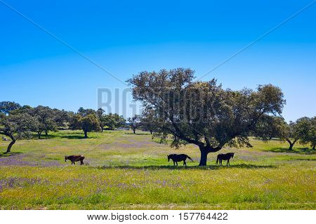 Via de la Plata way dehesa horses grasslands in Extremadura of Spain