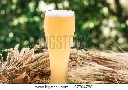 large glass of light unfiltered beer, malt, barley ears standing on an old wooden table dyeing, natural background