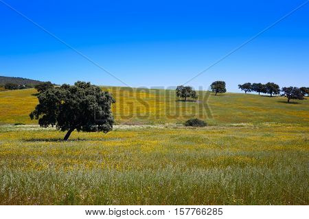 Dehesa grassland by via de la Plata way of Spain in Andalusia
