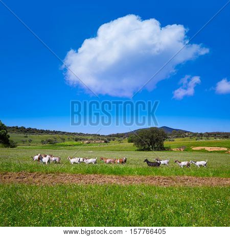 Via de la Plata way dehesa goats grasslands in Extremadura of Spain