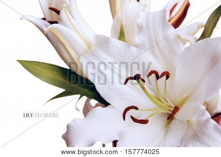 White fragility purity wedding lily flowers on a white background