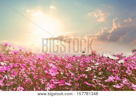 Landscape nature background of beautiful pink and red cosmos flower field with sunshine. vintage color tone