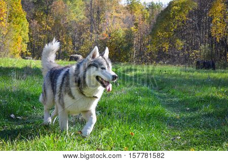 Siberian husky like a wolf close-up runs past the camera